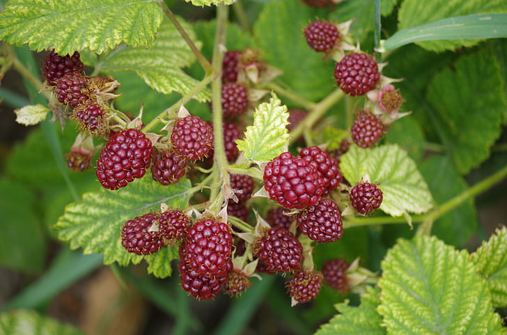 blackberries, immature, fruit, garden