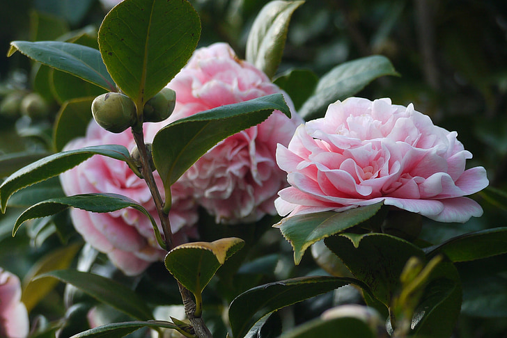 camellia, flowers, garden, floral, hedge, nature, green