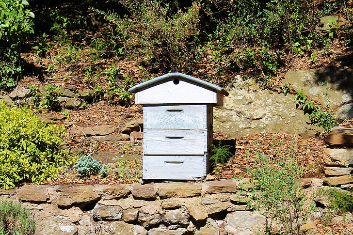 podregistr, včelařství, zahrada, modrá podregistr, včelař