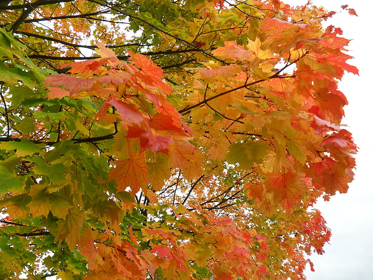 Outono, folhas, árvores, Maple, colorido, natureza