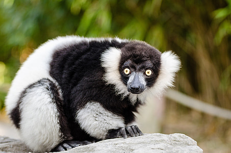 alb-negru Varecia lemur, faunei sălbatice, Madagascar, natura, portret, cocoţat, în căutarea