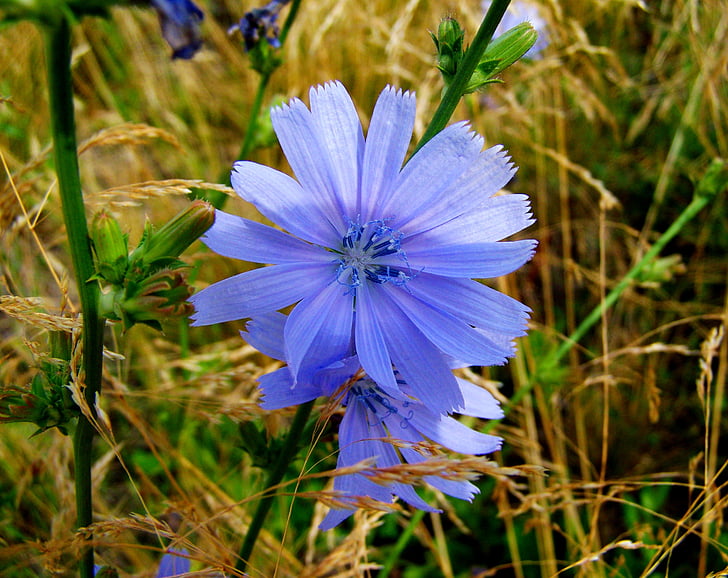 katángkóró, Meadow kwiat, Natura