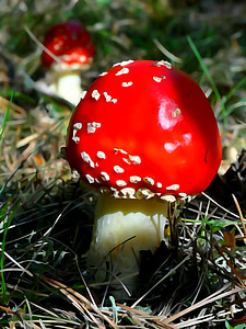 olkusz, poland, mushroom, amanita, forest, nature, red