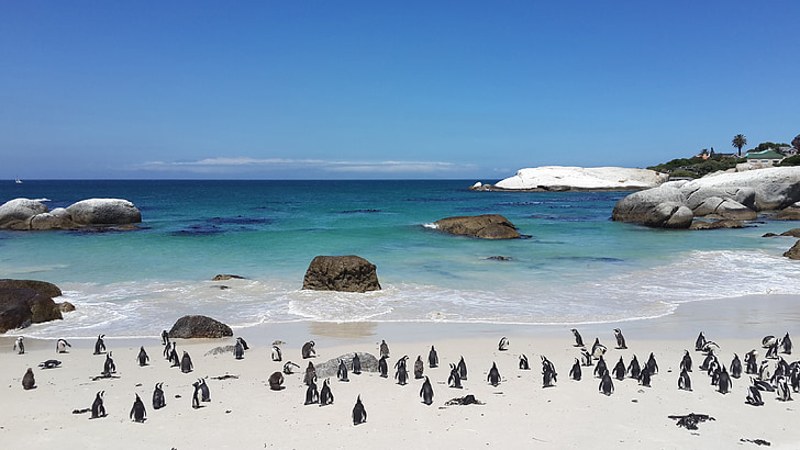 Pinguïns, strand, tropische, zand, wit, water, keien