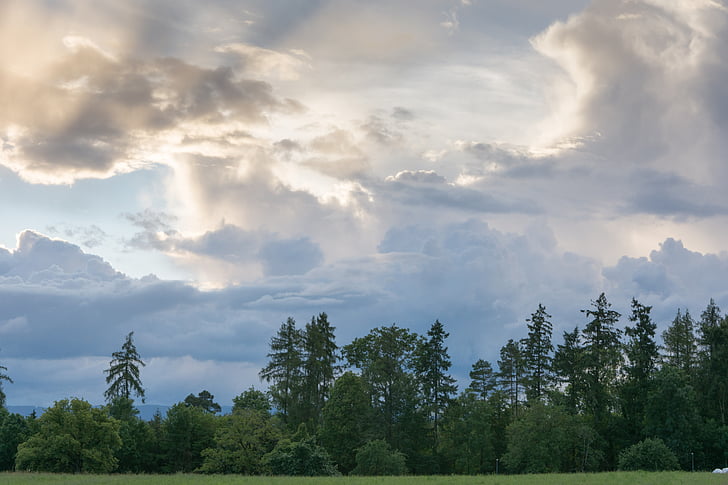 облака, пейзаж, деревья, Пихта, поле, к Чез Перрен, Швейцария