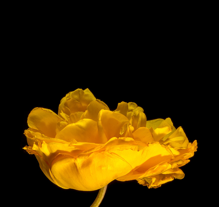 květ, Bloom, květ, žlutá