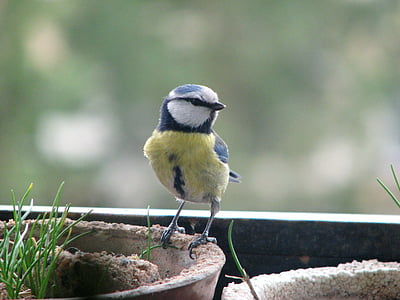 eurasian blue tit, bird, small, perched, garden, wildlife, looking