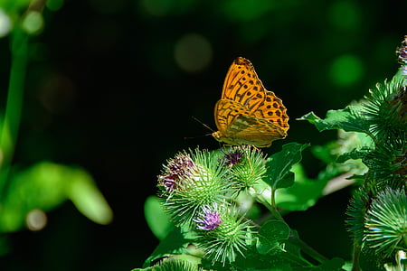 silver-bordered fritillary, butterfly, nature, orange, insect, butterfly - Insect, animal