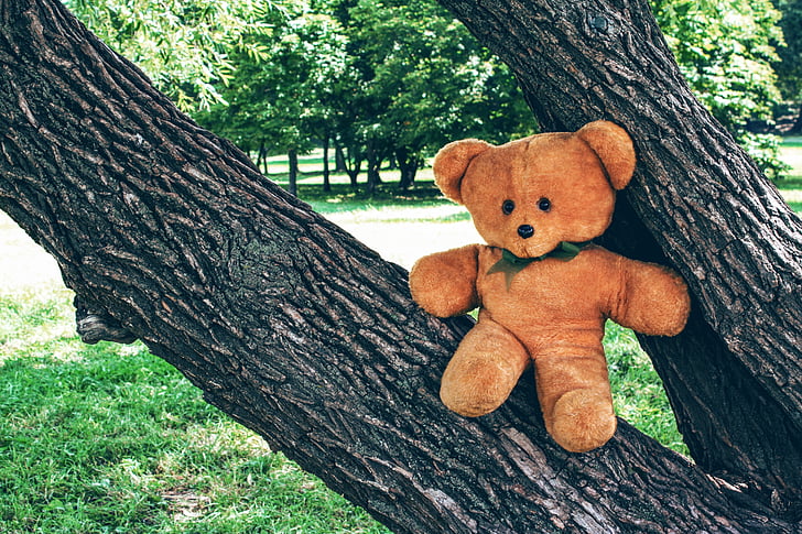 bear, teddy, toy, soft, childhood, tree, outdoors