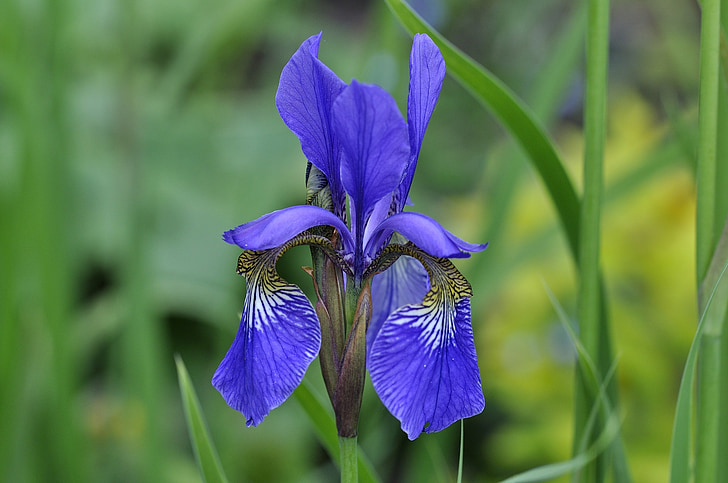 Iris, liliom, virág, növény, Wild flower, Blossom, Bloom