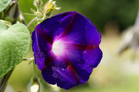 thread yang luar biasa, ungu, bunga musim panas, pendaki, pagi kemuliaan, ungu, Flora