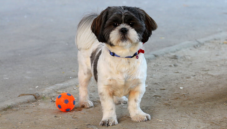 con chó, chơi, quả bóng, vật nuôi, trắng, màu đen, Dễ thương