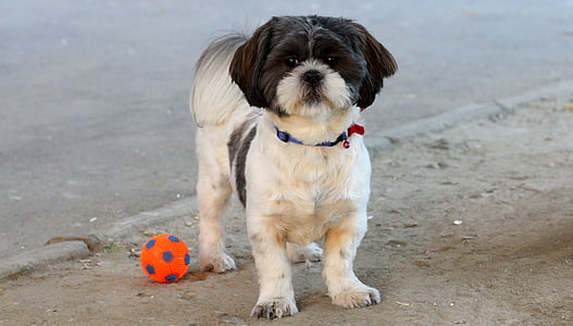 pes, igra, žogo, pet, bela, črna, srčkano