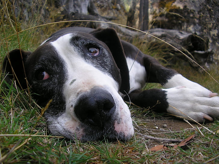 câine, odihnindu-se, drăguţ, fata, cap, până aproape, Staffordshire bull terrier