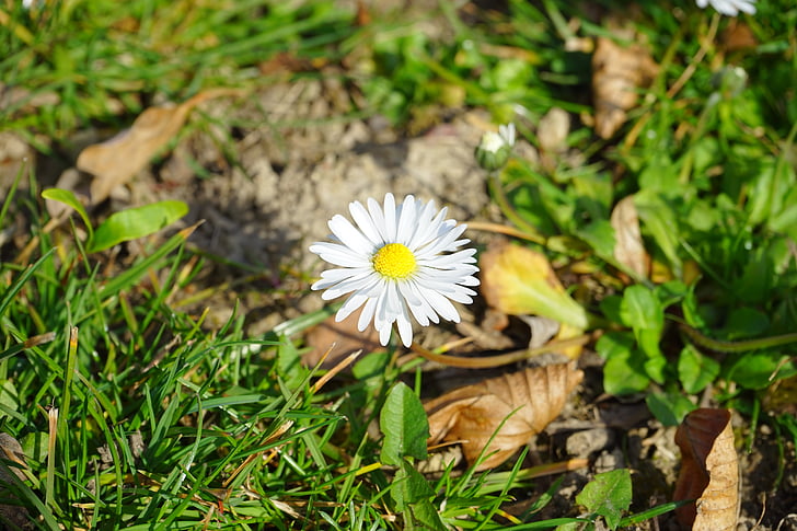Daisy, kwiat, kwiat, Bloom, biały, Bellis filozofii, wieloletni stokrotka
