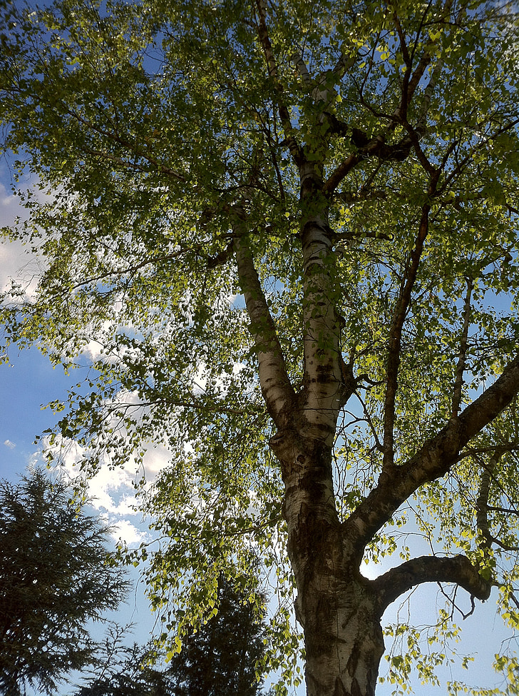 Birch, pohon birch, pohon, langit, awan, biru, putih