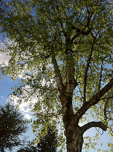 birch, birch tree, tree, sky, clouds, blue, white