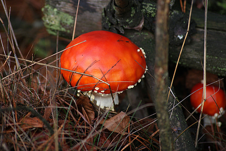 lažna, gljiva, otrov, Crveni šešir, bijele točke, šuma, jesen