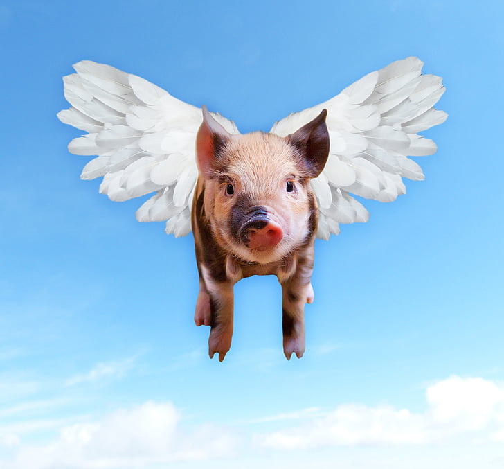 cerdos, volar, gracioso, cerdo, Piggy, alas, carne de cerdo