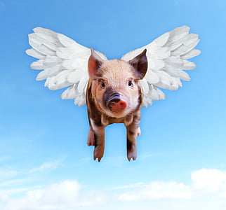 豚, 飛ぶ, 面白い, 豚, 貯金箱, 翼, 豚肉