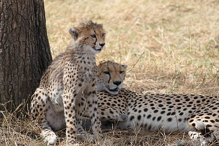 非洲, 野生动物园, 坦桑尼亚, 布什, 哺乳动物, 野生动物, 自然