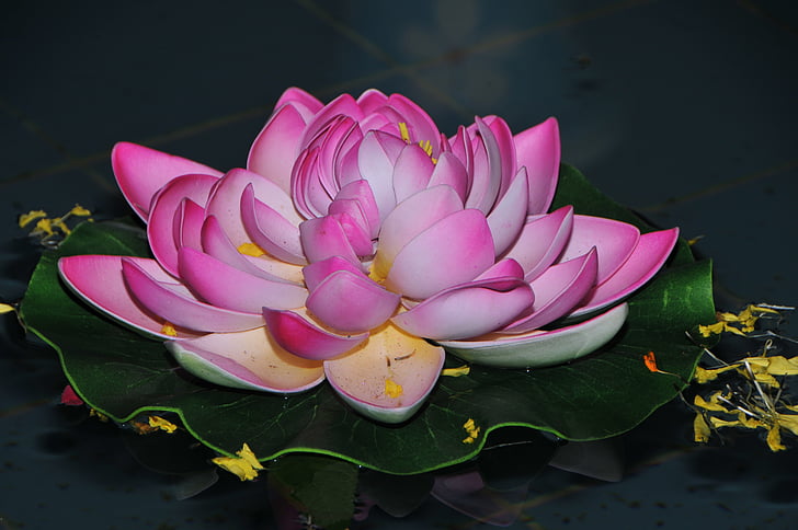 Lotus, indiano, decorativi