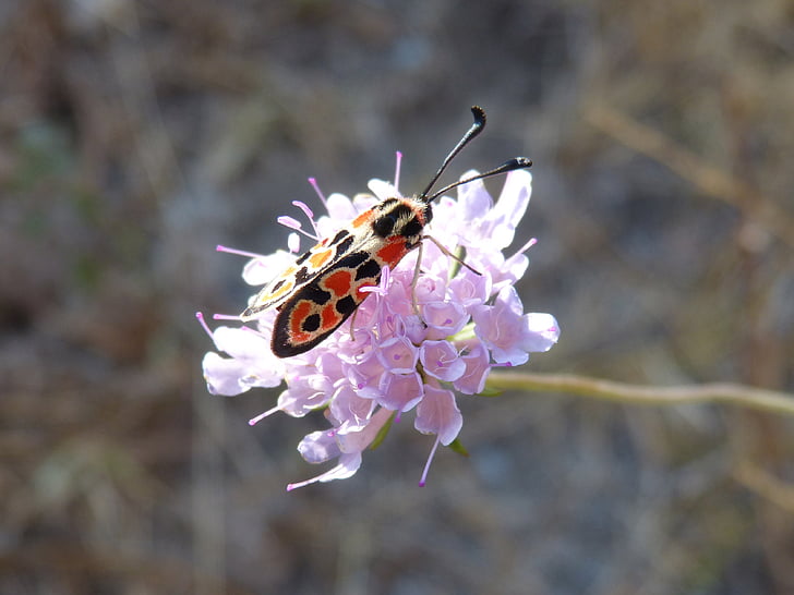 sommerfugl, zygaena fausta, Gypsy blomst, blomst, insekt, natur, close-up