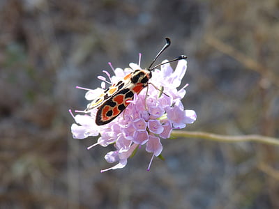 butterfly, zygaena fausta, gypsy flower, flower, insect, nature, close-up