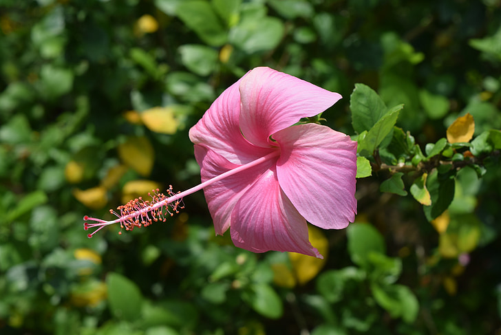 Hibiscus, Rosa-sinensis, floare, roz