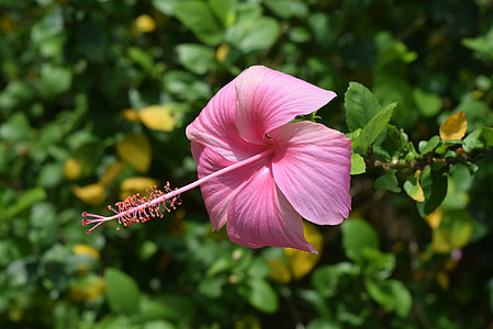 hibiscus, rosa-sinensis, flower, pink