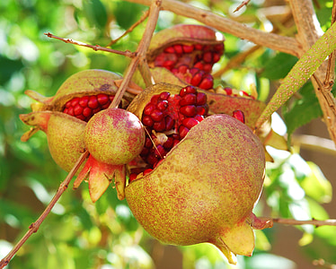 pomegranates, fruit, passion, exotic, anti-oxidant, healthy, seedy