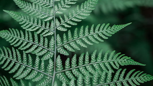 Close-up, hojas, naturaleza, planta, hoja, color verde, fondos