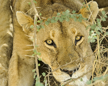 Leão feminino, close-up, olhando para, vida selvagem, felino, mamífero, carnívoro