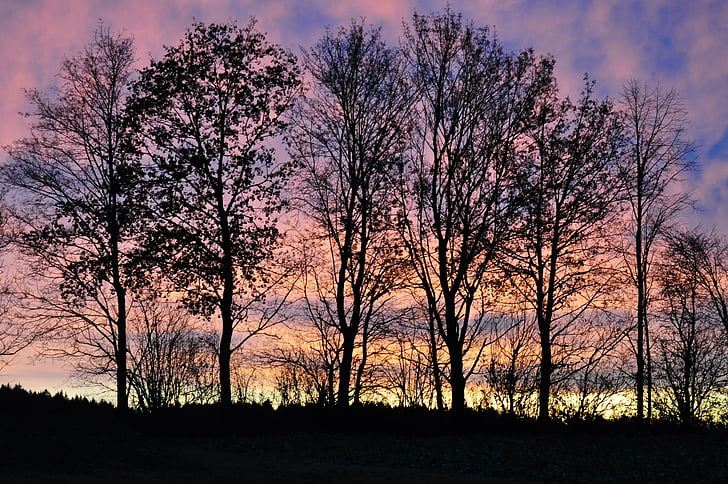 trees, sky, sunrise, clouds, nature, sunlight, landscape