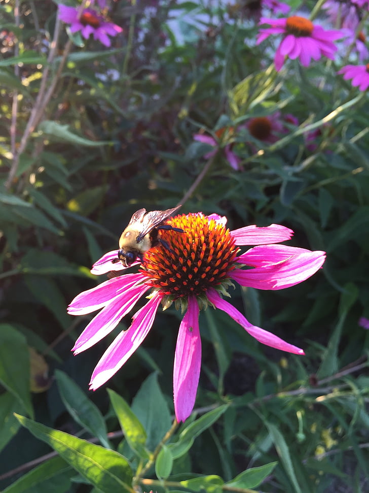 blomma, blommig, trädgård, naturliga, Bee, humla, honungsbinas