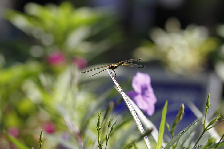 Dragonfly, bloem, Tuin, natuur