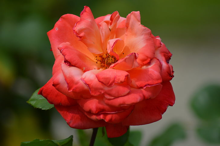 rosa, blomst, hage, natur, anlegget, Rosebush, oransje