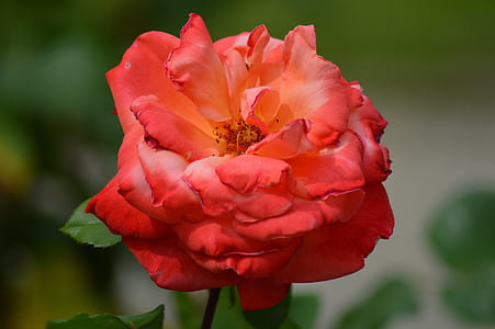 merah muda, bunga, Taman, alam, tanaman, rosebush, Orange