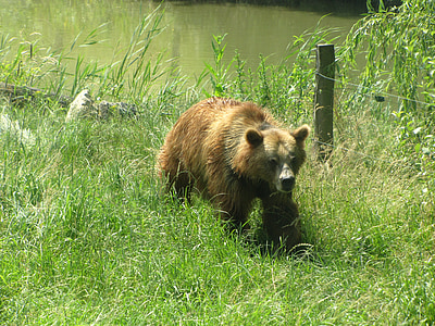 oso de, animales, mamíferos, depredador, flora y fauna, oso pardo, animal