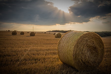 straw, bale, agriculture, cereals, economy, bales, field
