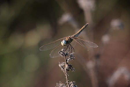 Dragonfly, loodus, putukate, Makro, putukad, lennata, oranž dragonfly