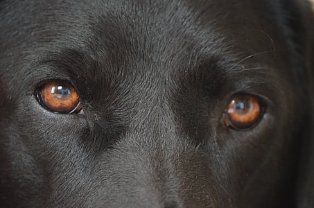 Köpekler gözleri, gözler, WAT, şirin, hayvan, köpek, evde beslenen hayvan