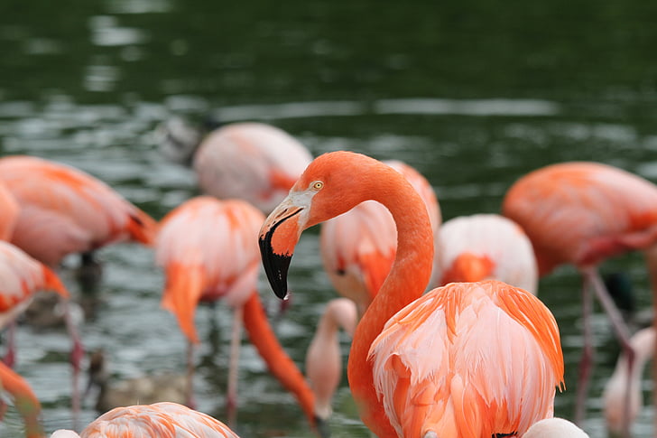 Flamingos, Linnut, vaaleanpunainen, lintu, Zoo, Bill, vaaleanpunainen flamingo