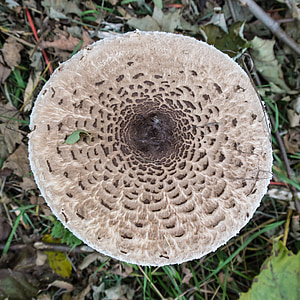 cogumelo, boletos, anel, fungo de ecrã gigante, schirmling gigante, parasol, colheita do cogumelo