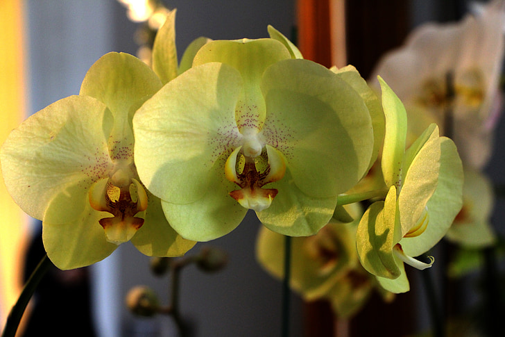 Hoa, Phalaenopsis, Hoa màu vàng