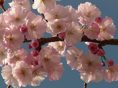 kirsikankukka, Blossom, Bloom, puu, japanilainen kirsikka, Japanin kukinnan kirsikkapuu, Prunus serrulata