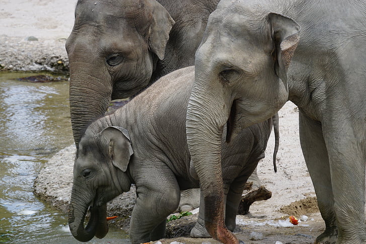 elephant, asian elephants, young animal, water hole, drink, pachyderm, mammal
