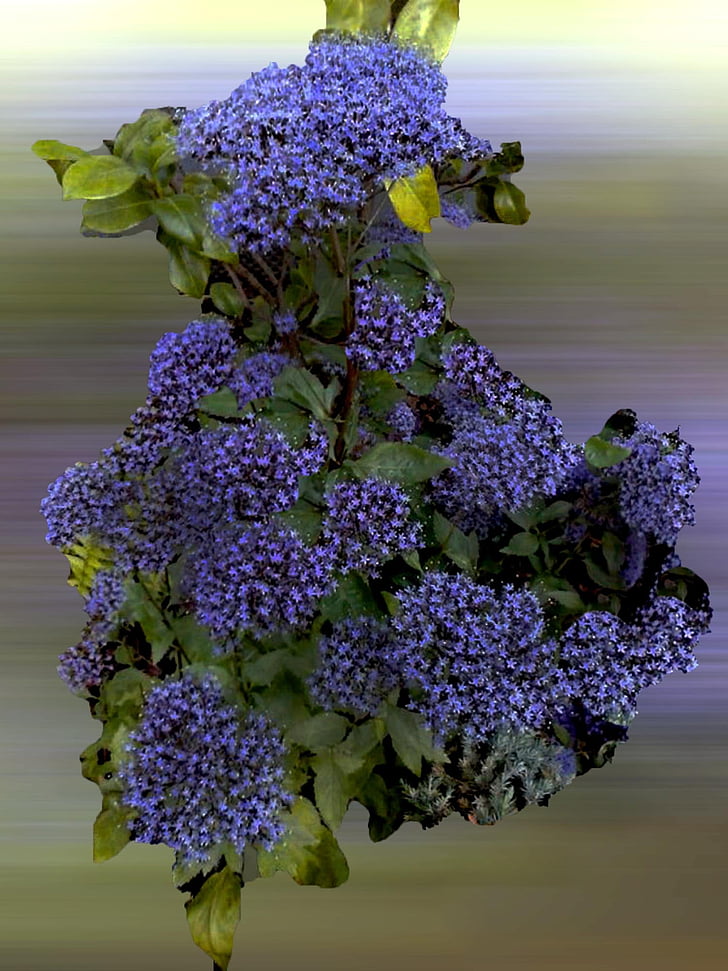 flor de ceba, flor, natura, planta, jardí, porpra, violeta