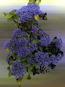løg blomst, blomst, natur, plante, haven, lilla, Violet