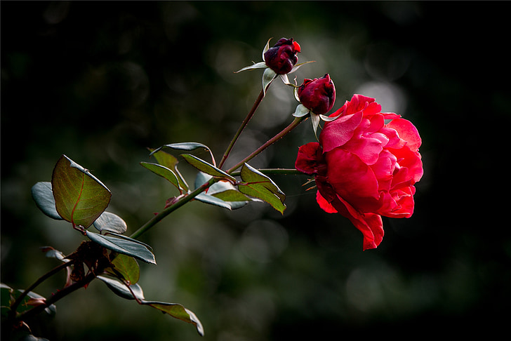 propietats, Rosa, flor, l'amor, vermell, planta